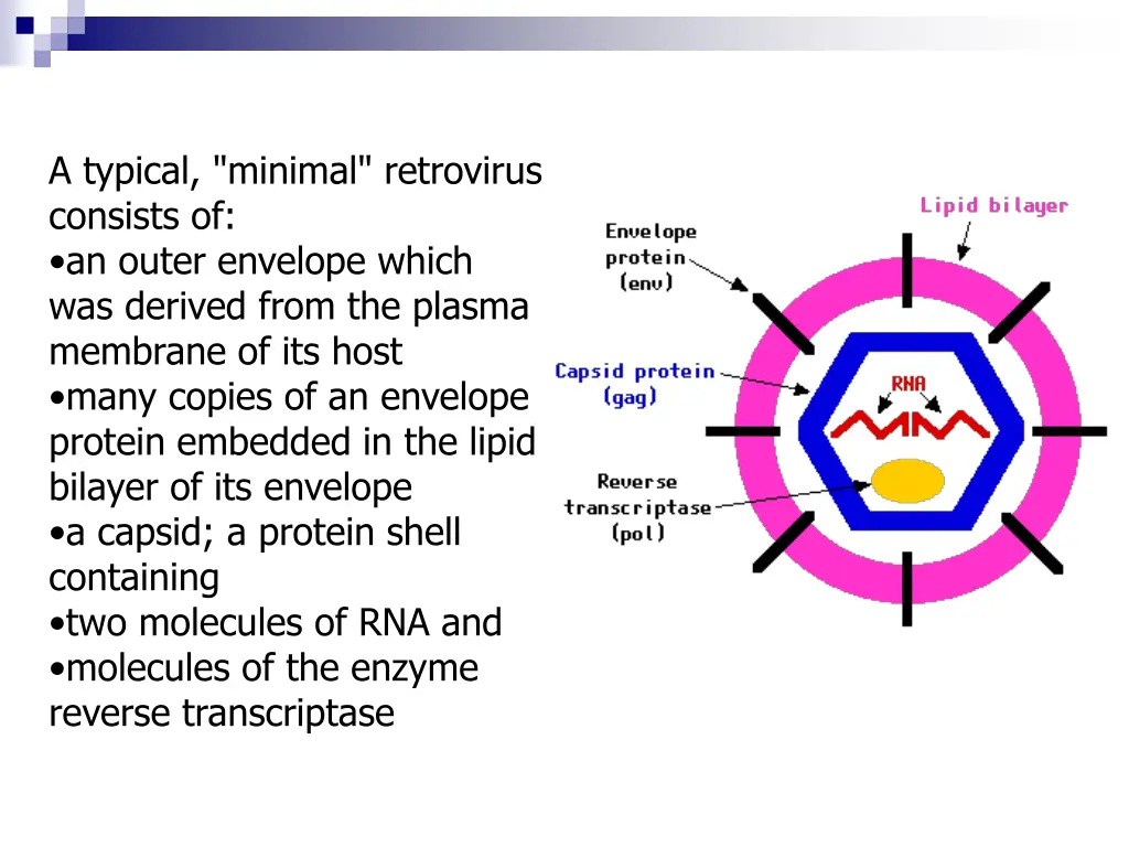 a typical minimal retrovirus consists of an outer