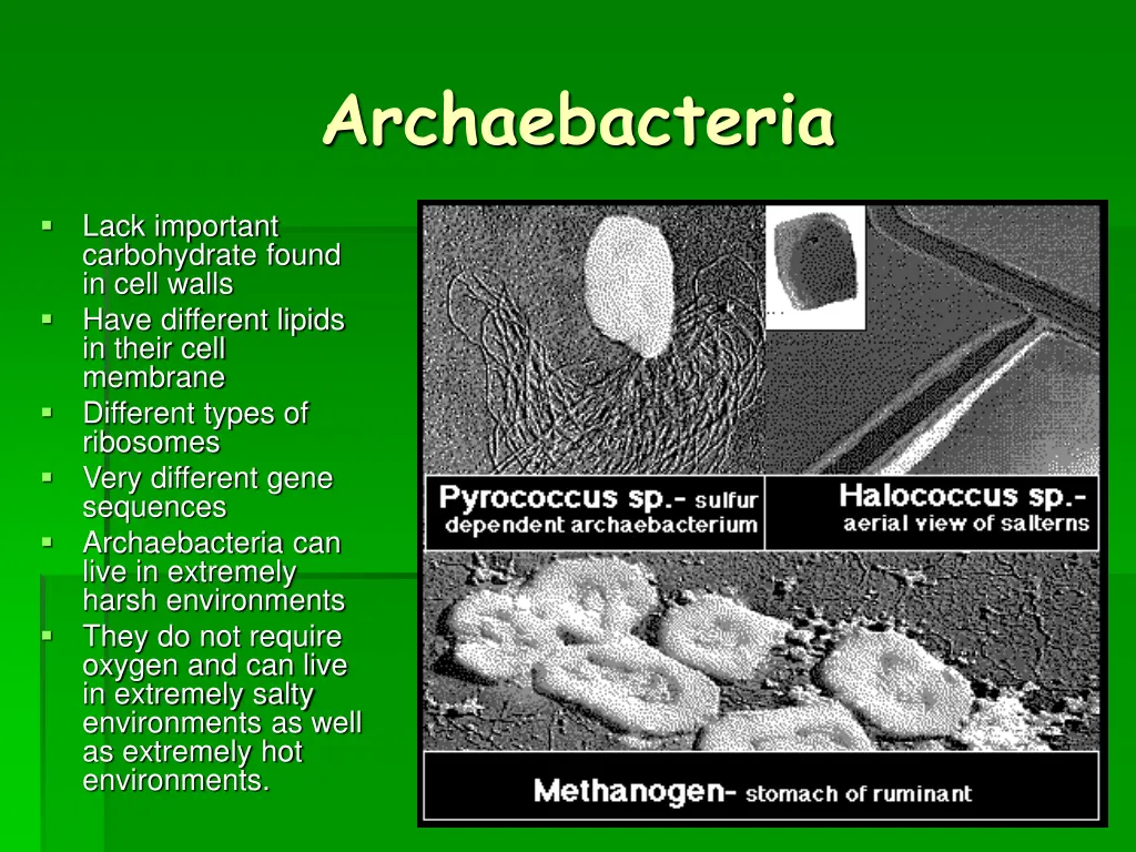 archaebacteria