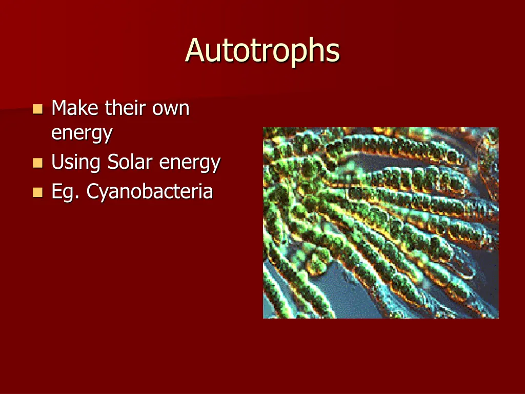 autotrophs