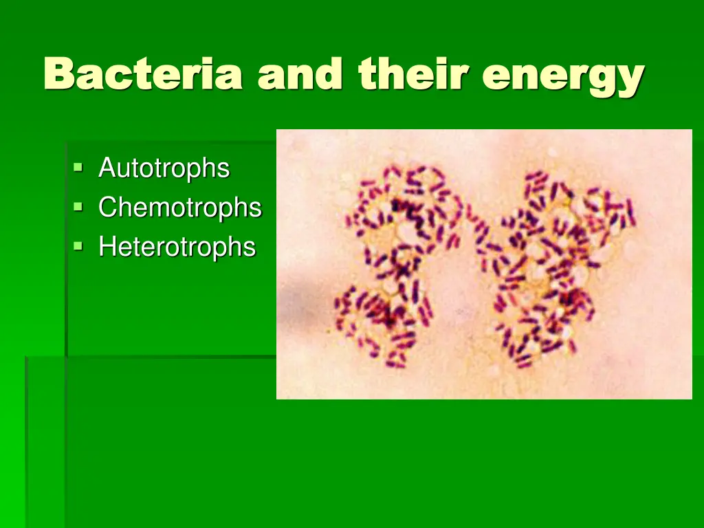 bacteria and their energy bacteria and their