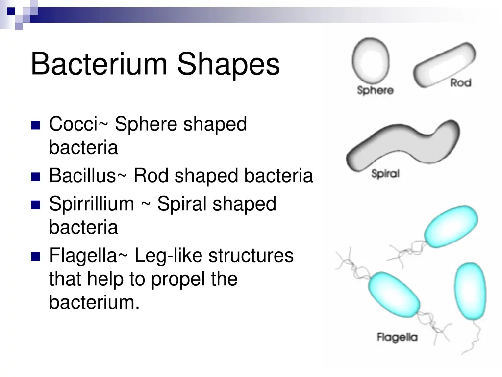 bacterium shapes