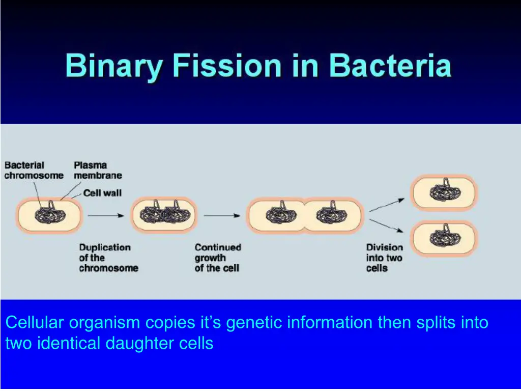 cellular organism copies it s genetic information