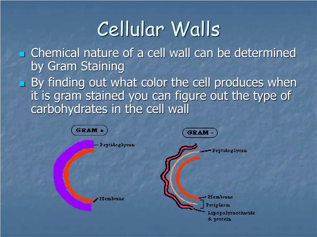 cellular walls