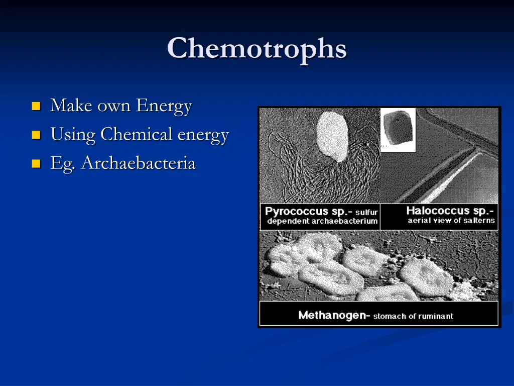 chemotrophs