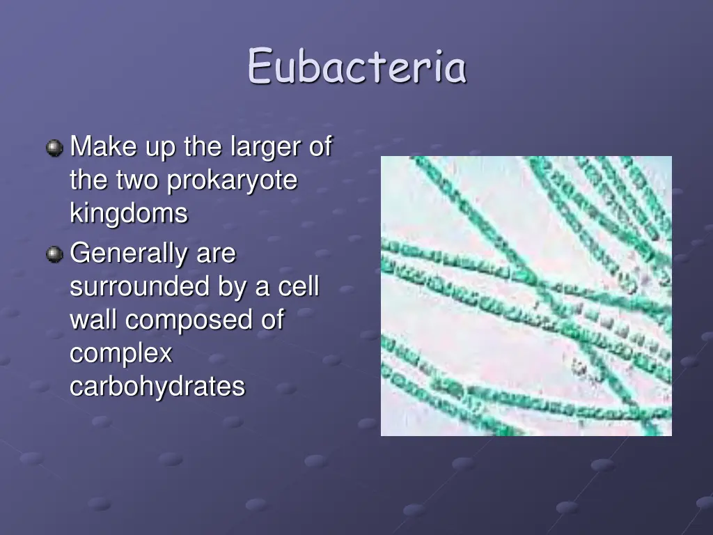 eubacteria