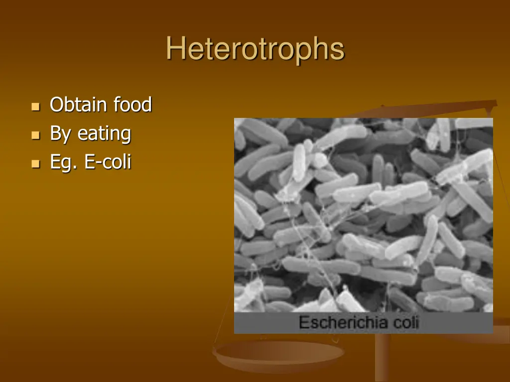 heterotrophs