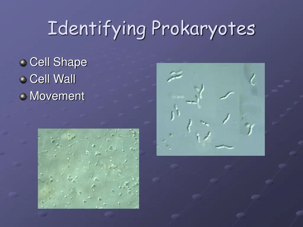 identifying prokaryotes