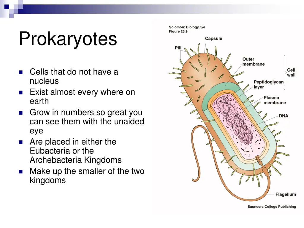 prokaryotes