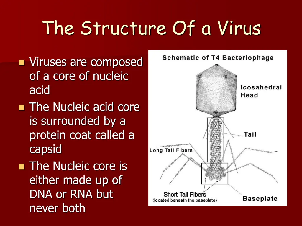 the structure of a virus