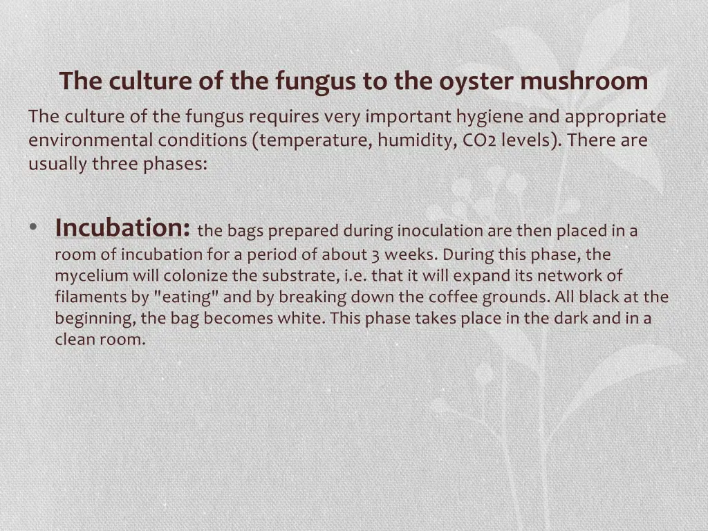 the culture of the fungus to the oyster mushroom 1