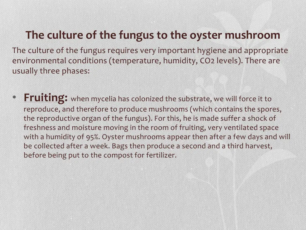 the culture of the fungus to the oyster mushroom 2