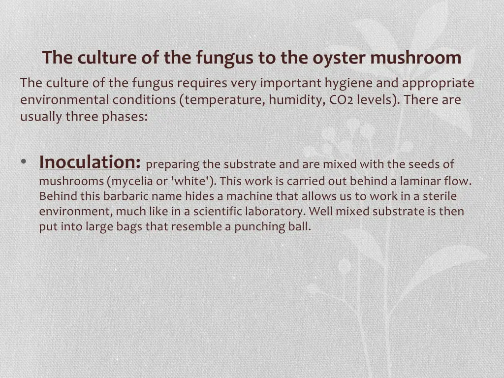 the culture of the fungus to the oyster mushroom