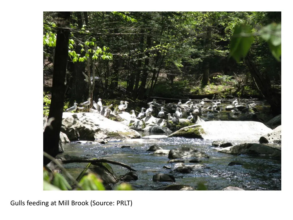 gulls feeding at mill brook source prlt