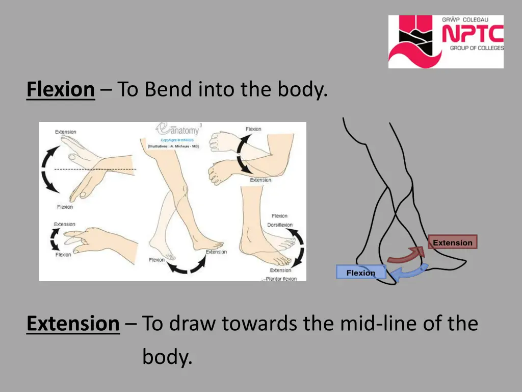 flexion to bend into the body