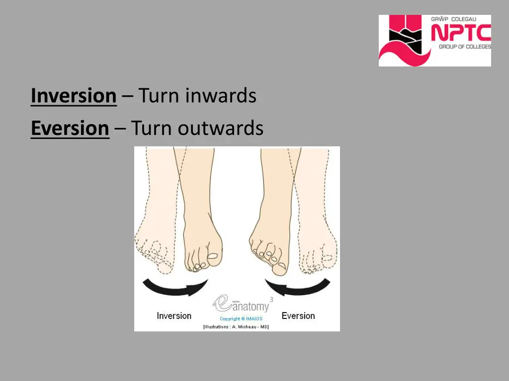 inversion turn inwards eversion turn outwards