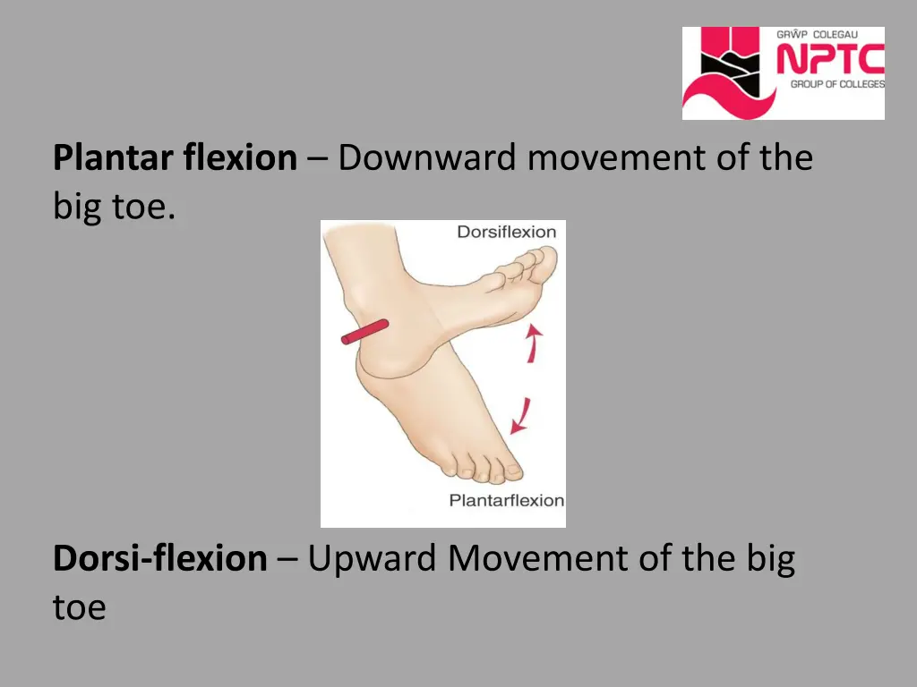 plantar flexion downward movement of the big toe