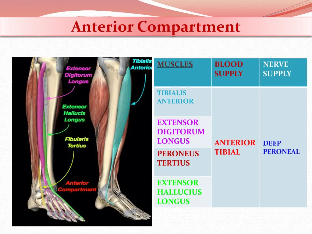 anterior compartment