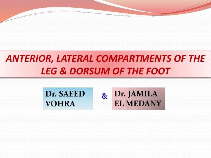 anterior lateral compartments of the leg dorsum