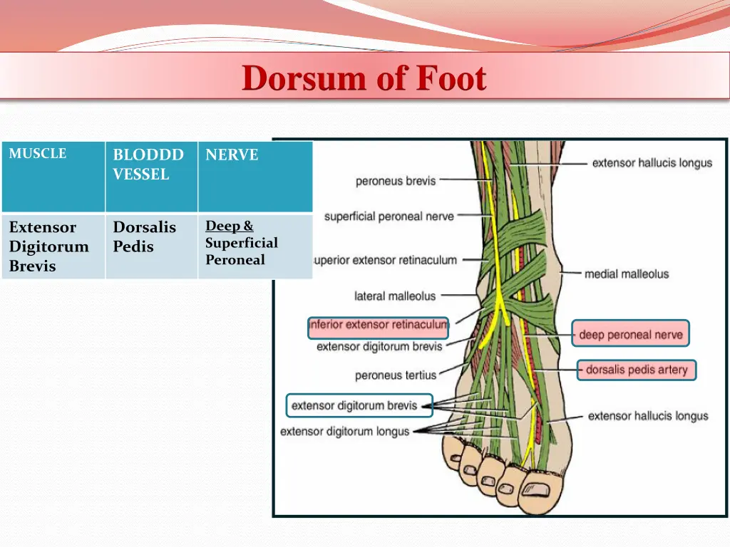 dorsum of foot