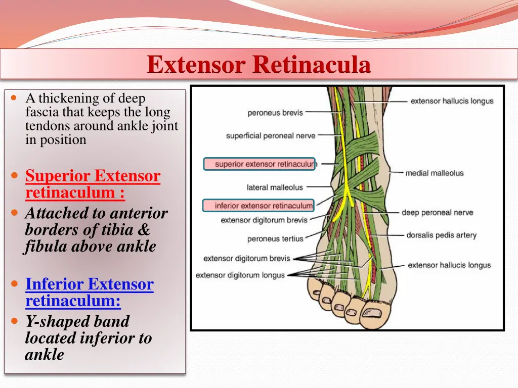 extensor retinacula