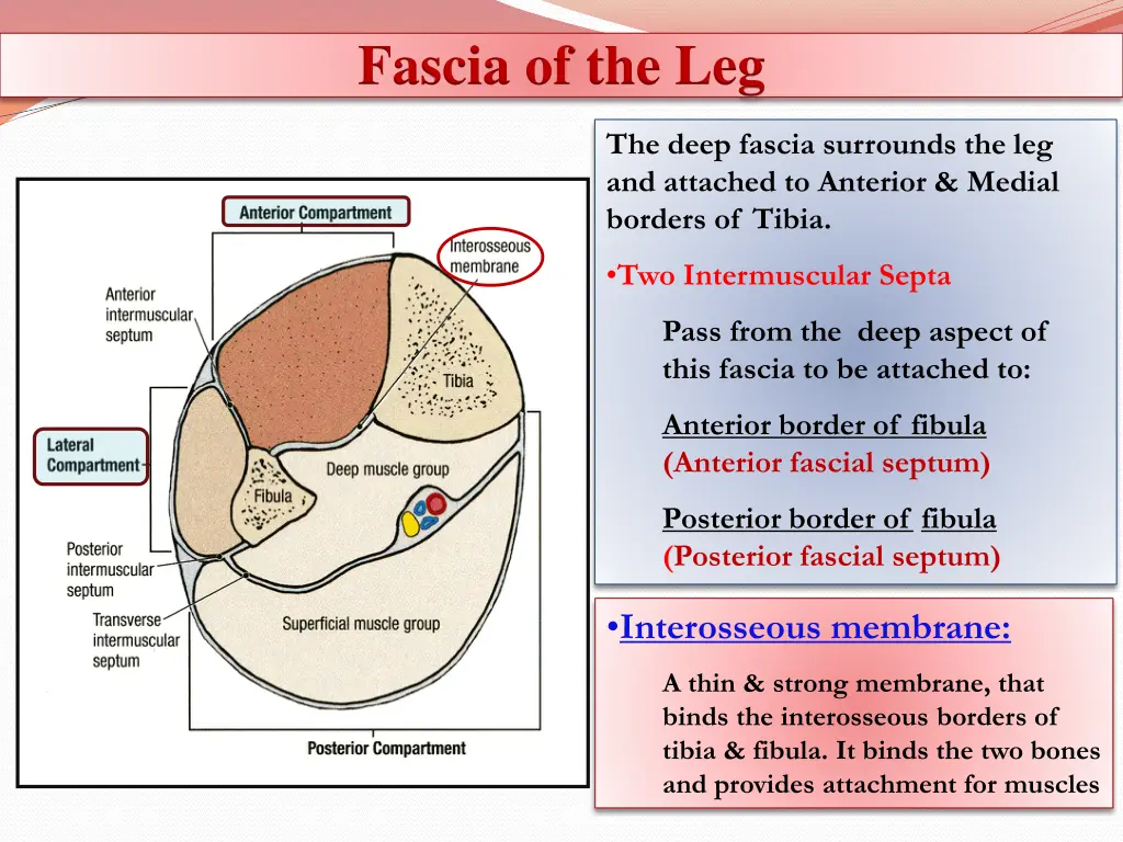 fascia of the leg