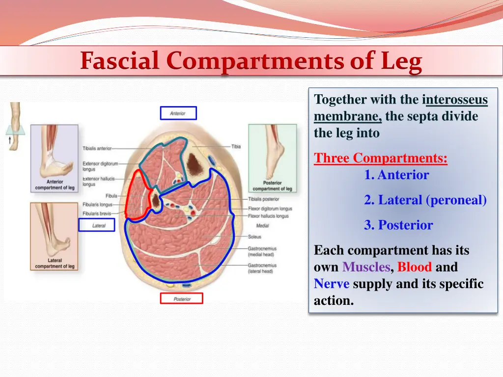 fascial compartments of leg