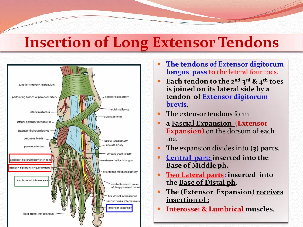 insertion of long extensor tendons