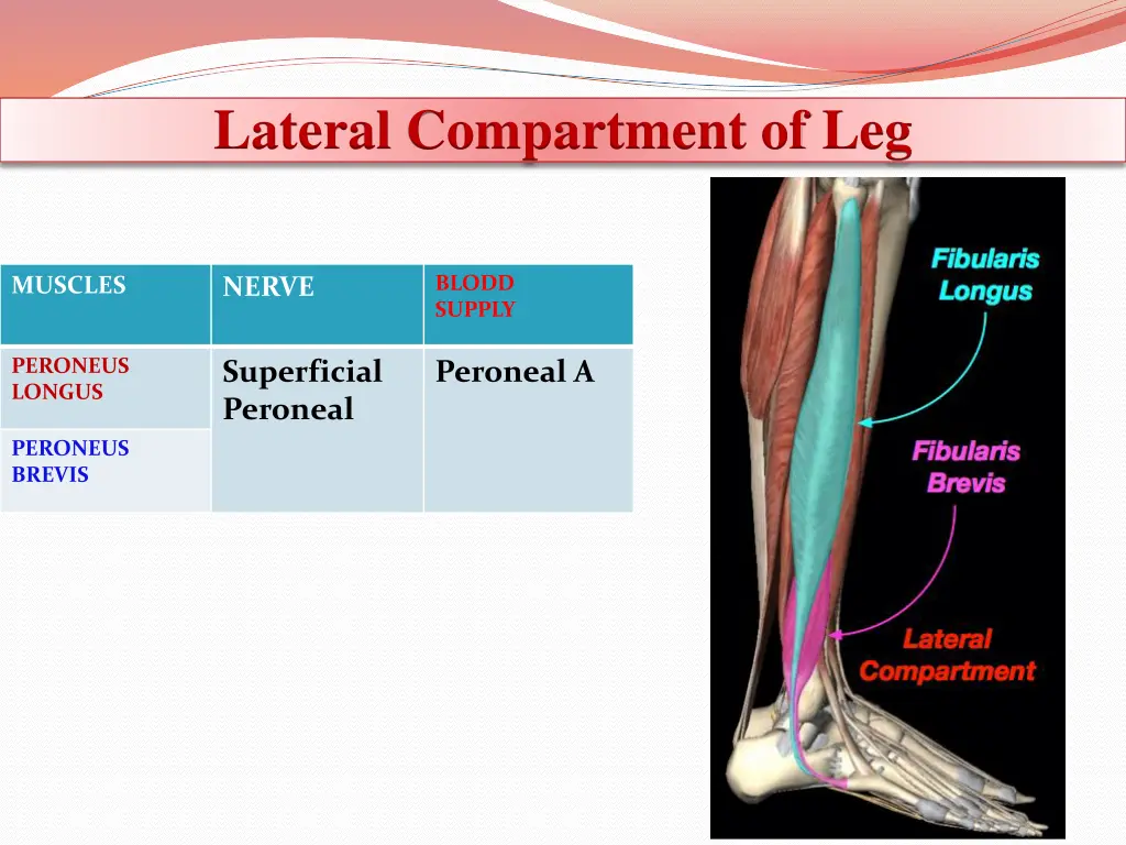 lateral compartment of leg