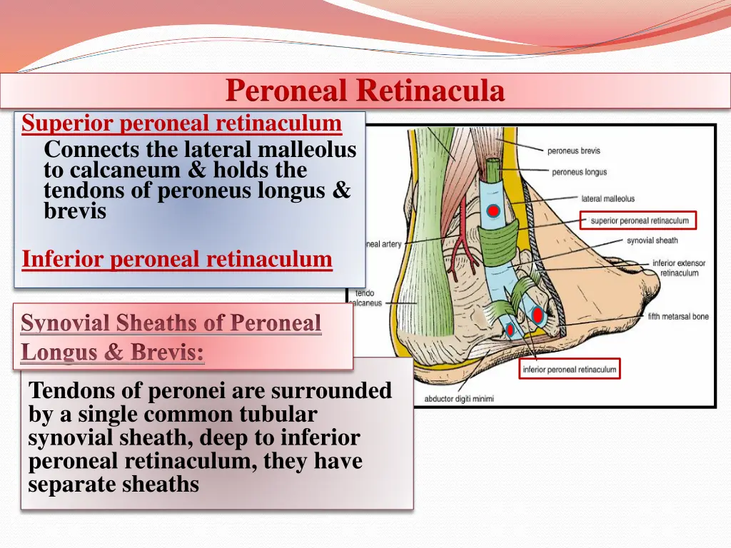 peroneal retinacula