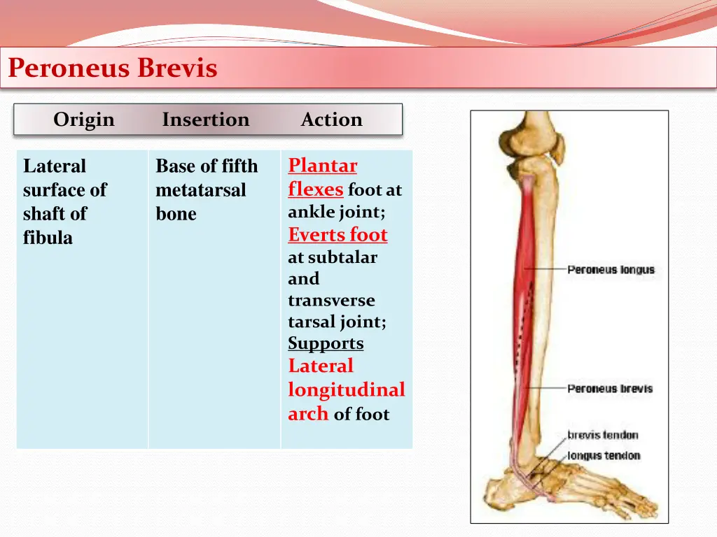 peroneus brevis