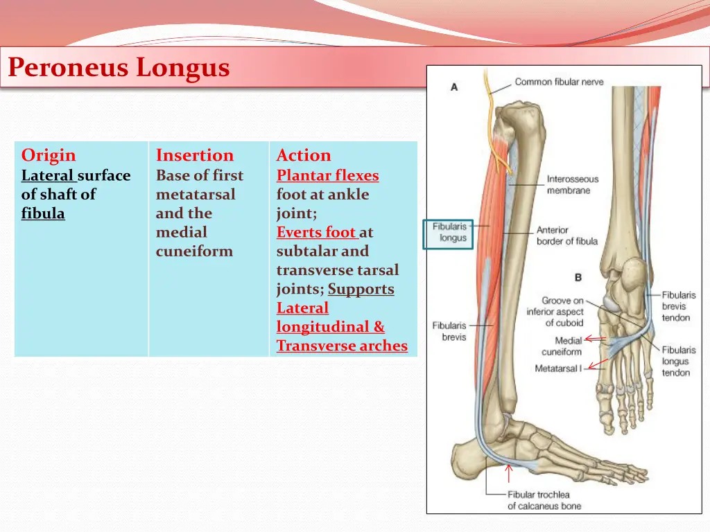 peroneus longus