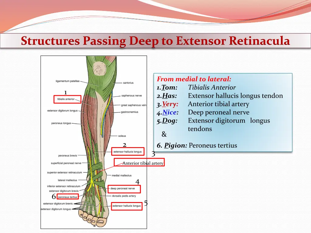 structures passing deep to extensor retinacula