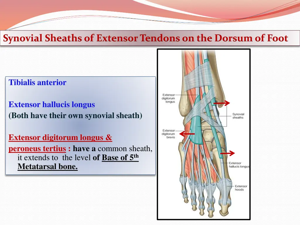 synovial sheaths of extensor tendons