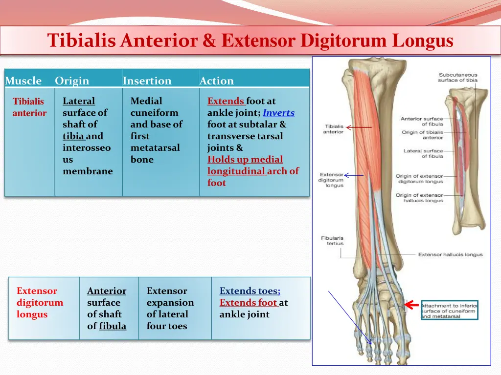 tibialis anterior extensor digitorum longus