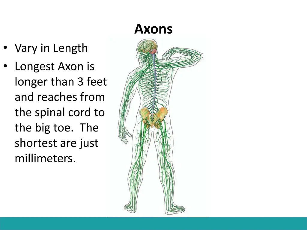 axons