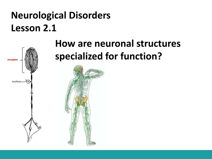 neurological disorders lesson