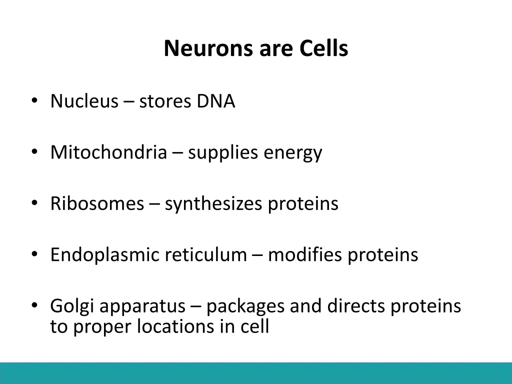 neurons are cells