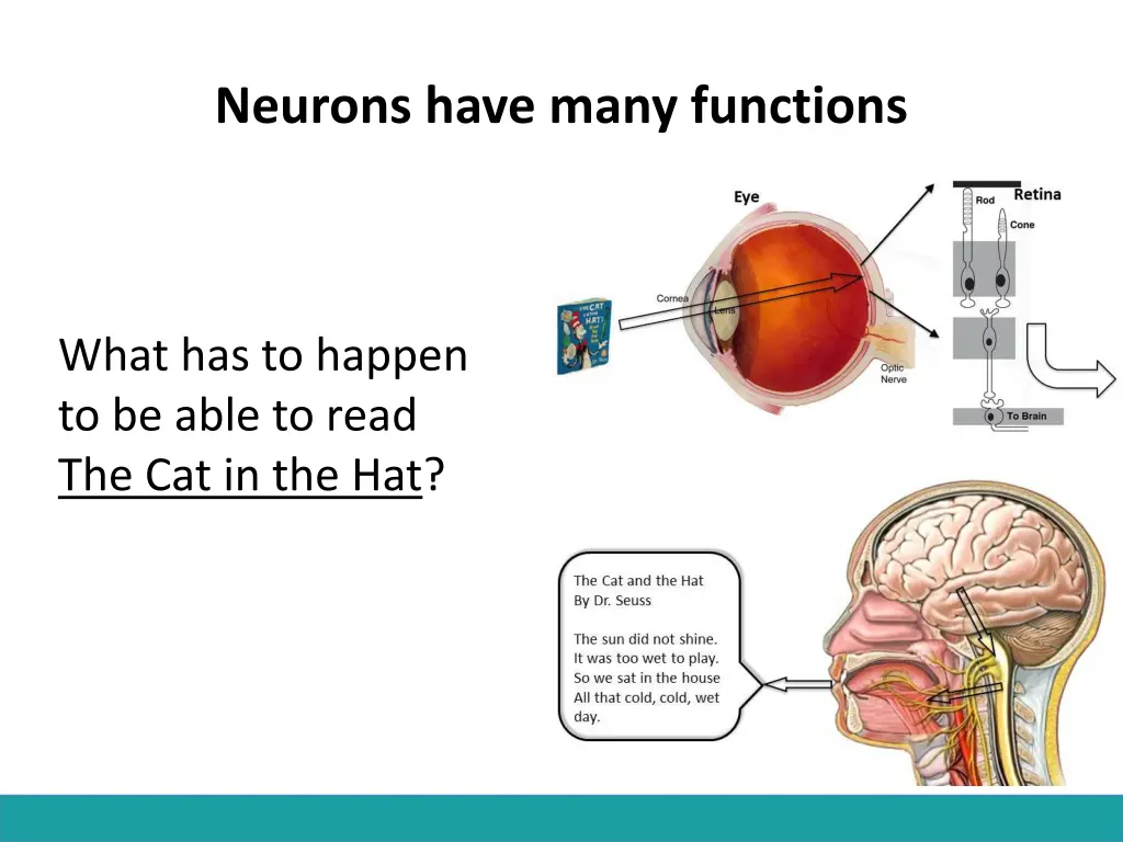 neurons have many functions