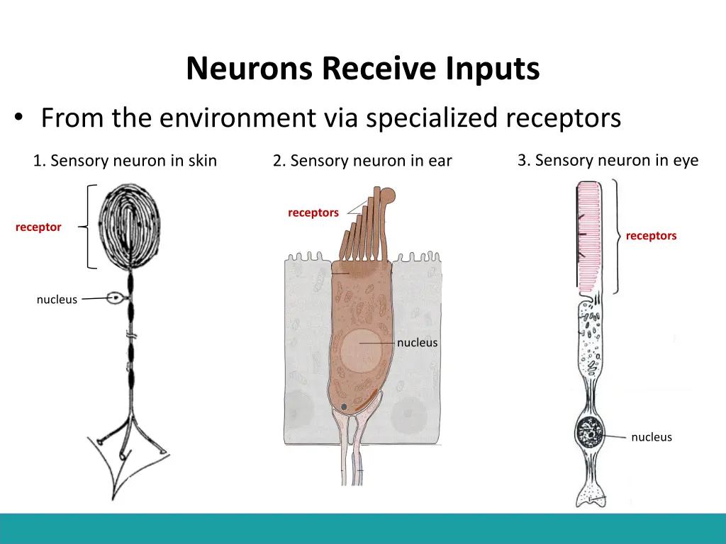 neurons receive inputs from the environment