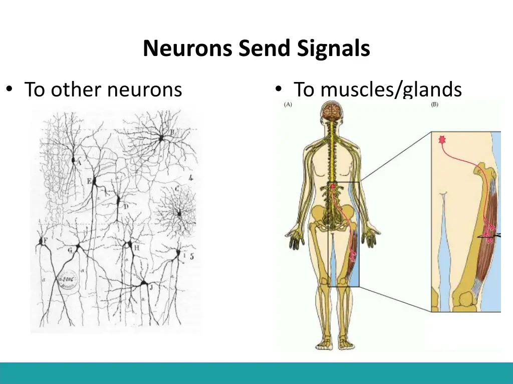 neurons send signals 1