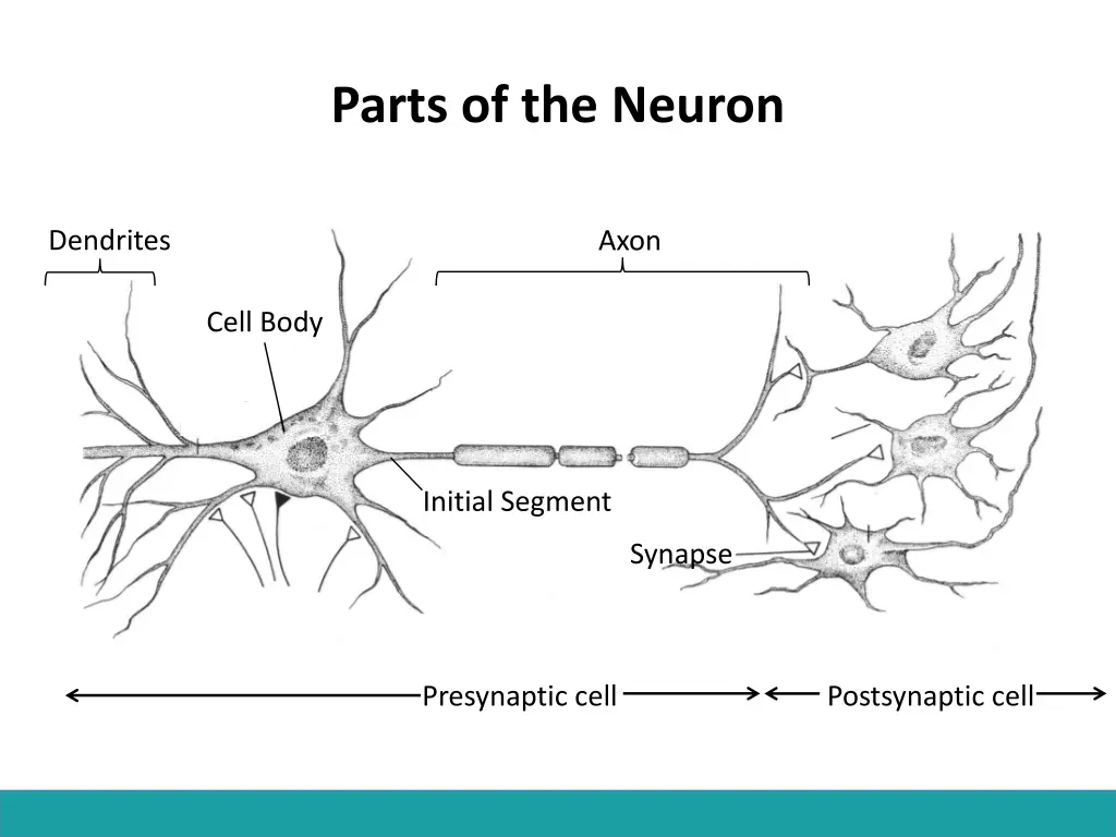 parts of the neuron