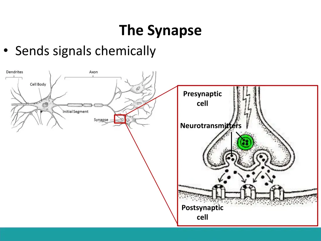 the synapse