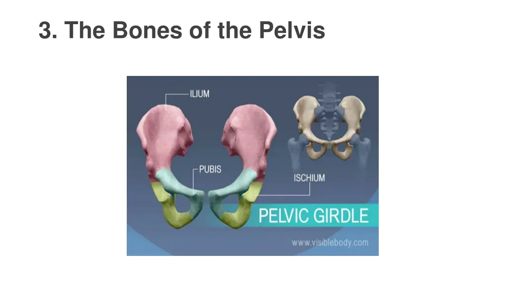 3 the bones of the pelvis