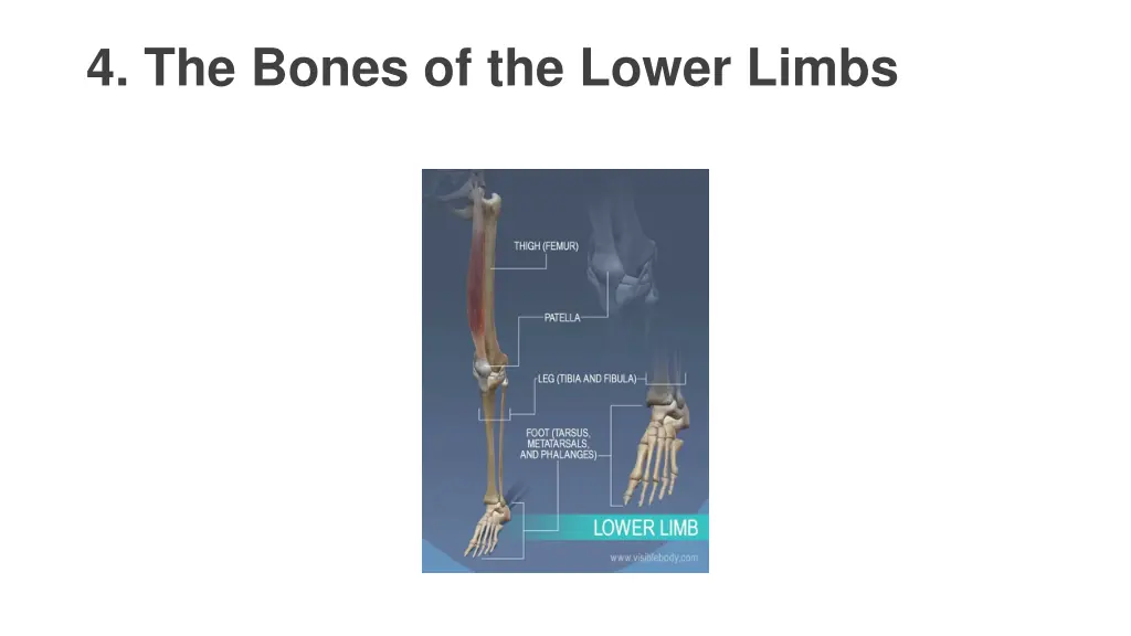 4 the bones of the lower limbs