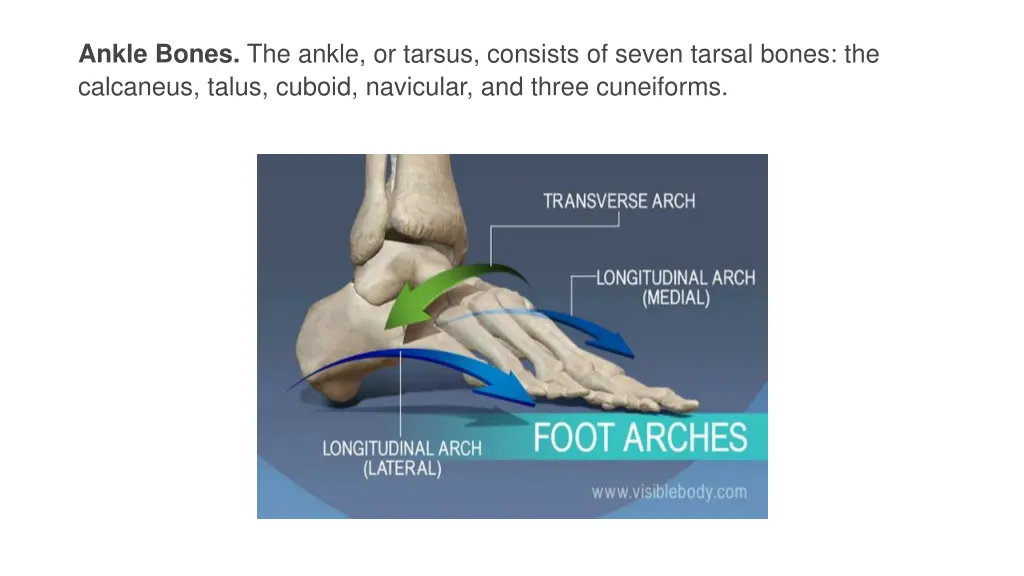 ankle bones the ankle or tarsus consists of seven