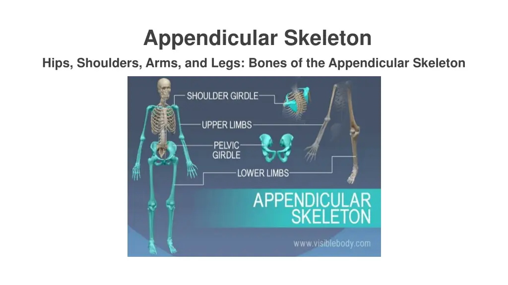 appendicular skeleton hips shoulders arms