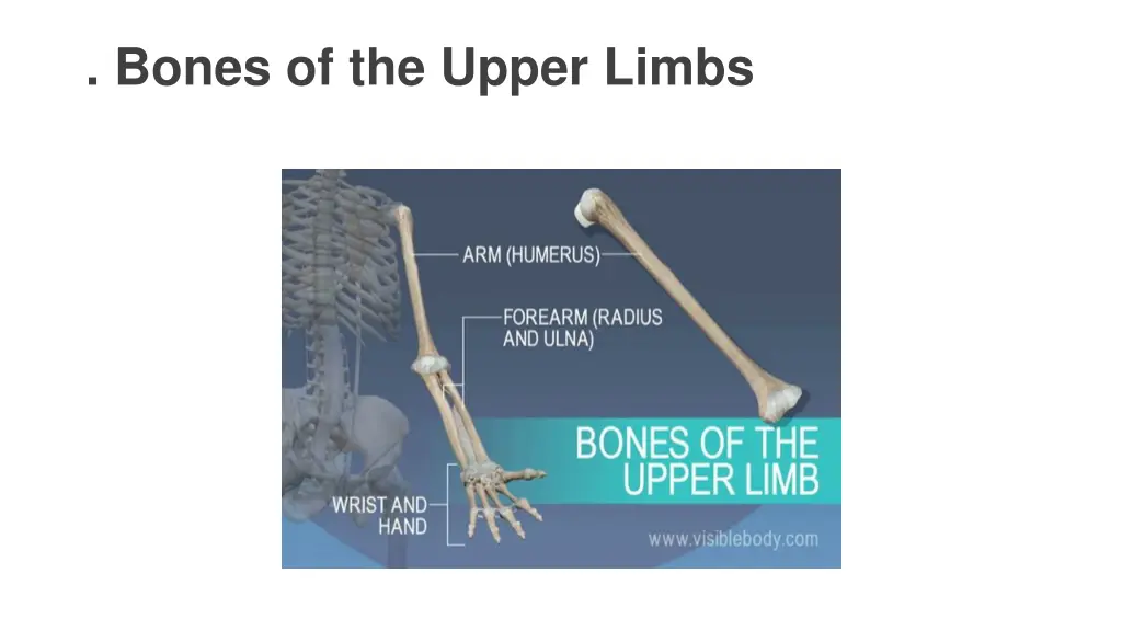 bones of the upper limbs