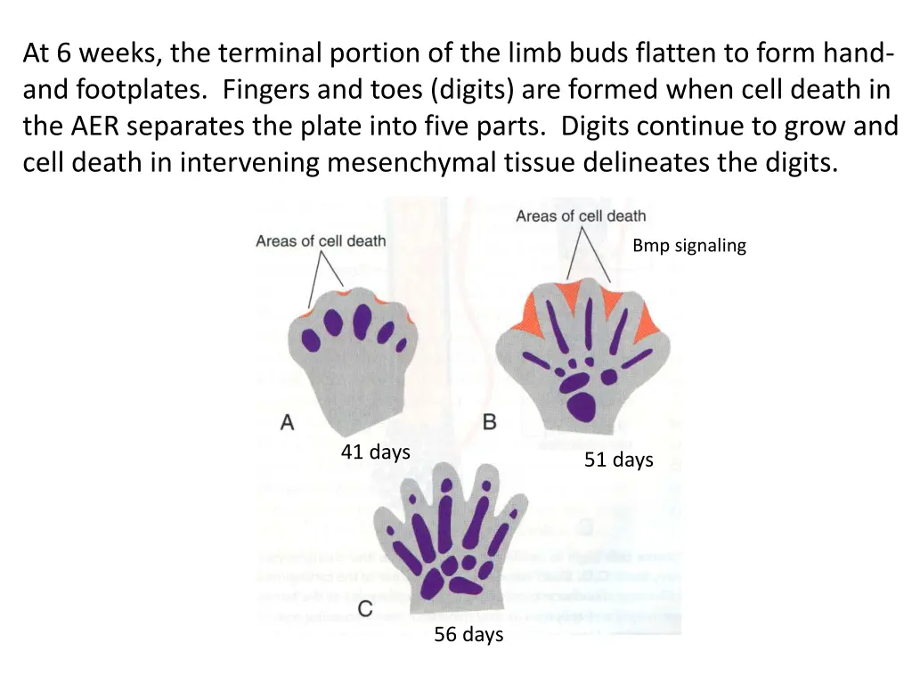 at 6 weeks the terminal portion of the limb buds