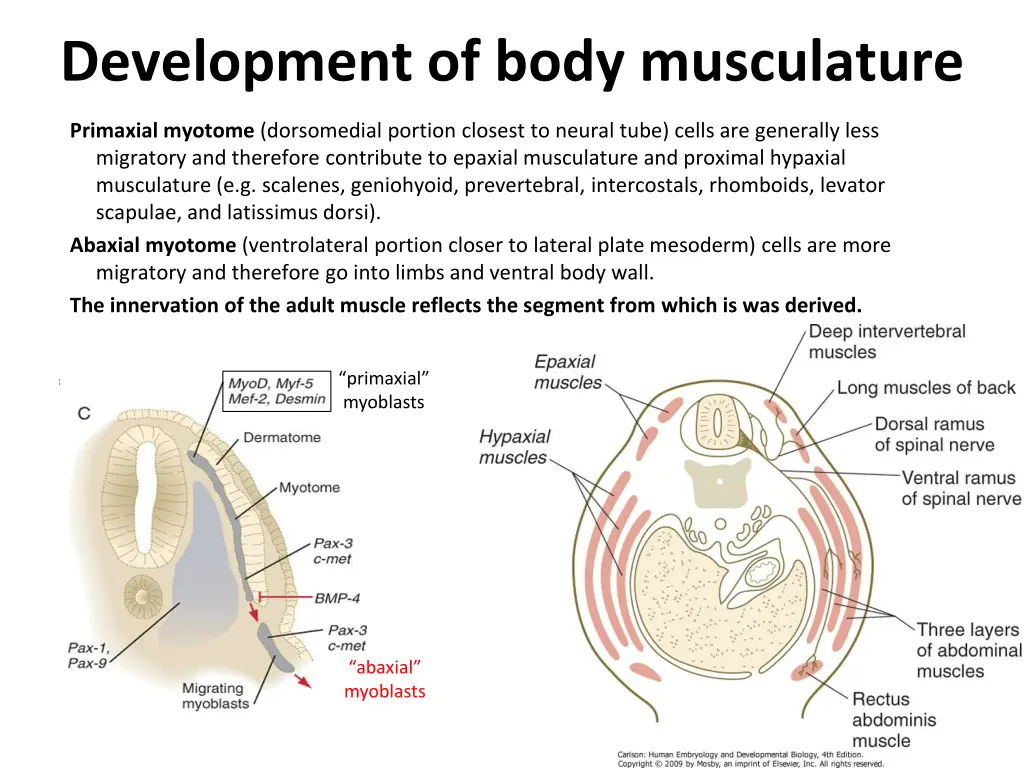 development of body musculature