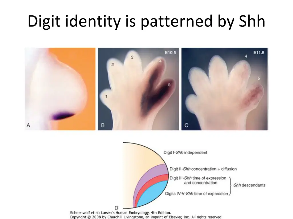 digit identity is patterned by shh